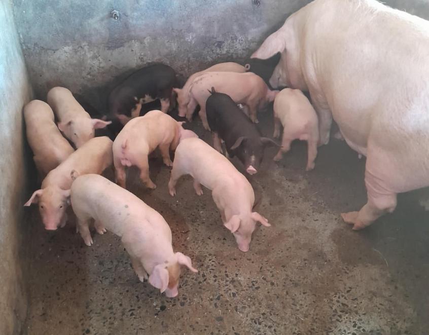 Cung cấp heo giống tại Tây Nguyên