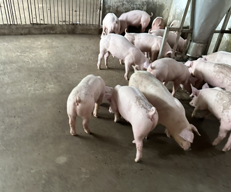 heo giống Landrace siêu nạc tại Tây Nguyên
