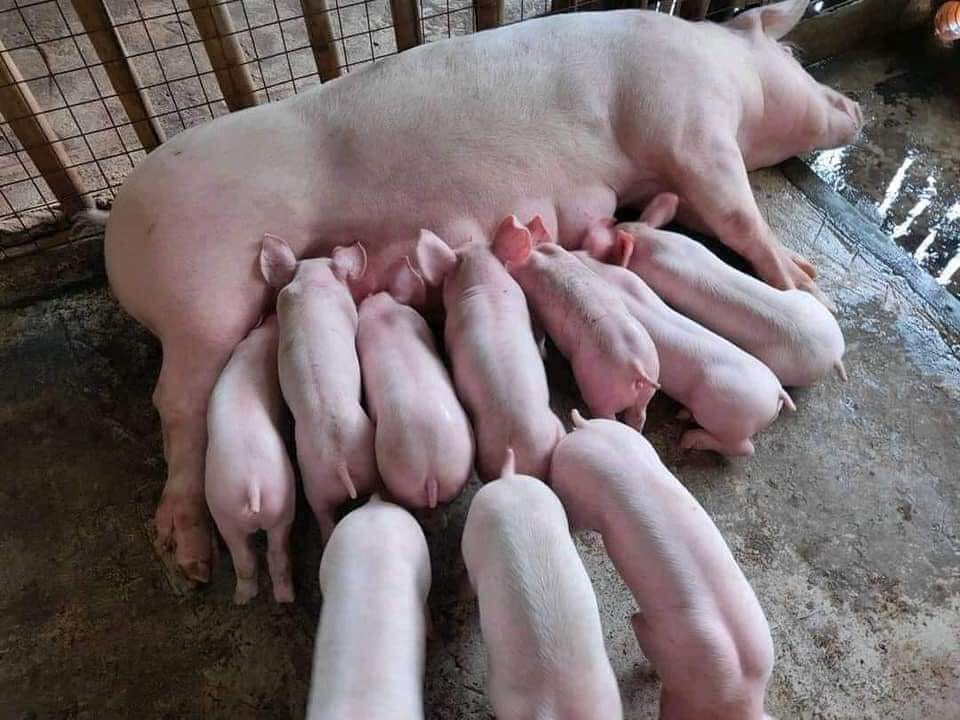 bán heo giống tiêm phòng uy tín tại Bình Định