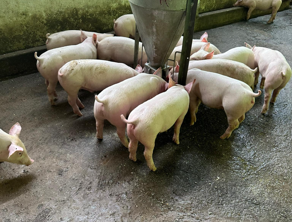 cung cấp heo giống chất lượng cao tại Bình Định