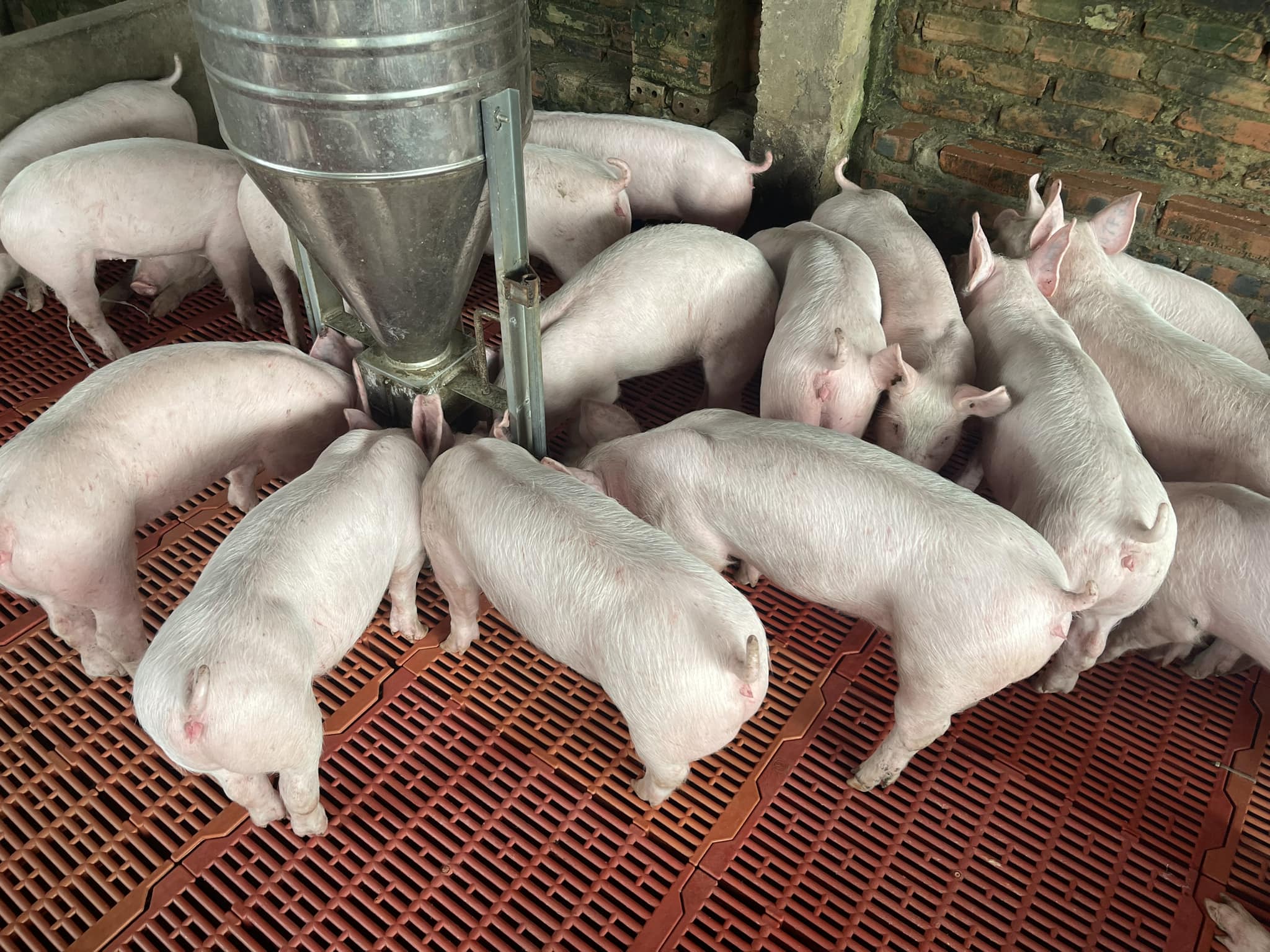 cung heo giống uy tín, đảm bảo chất lượng tại Tây Nguyên