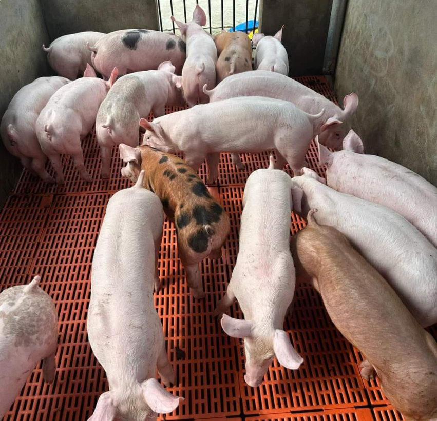 Cung cấp heo giống tại Tây Nguyên