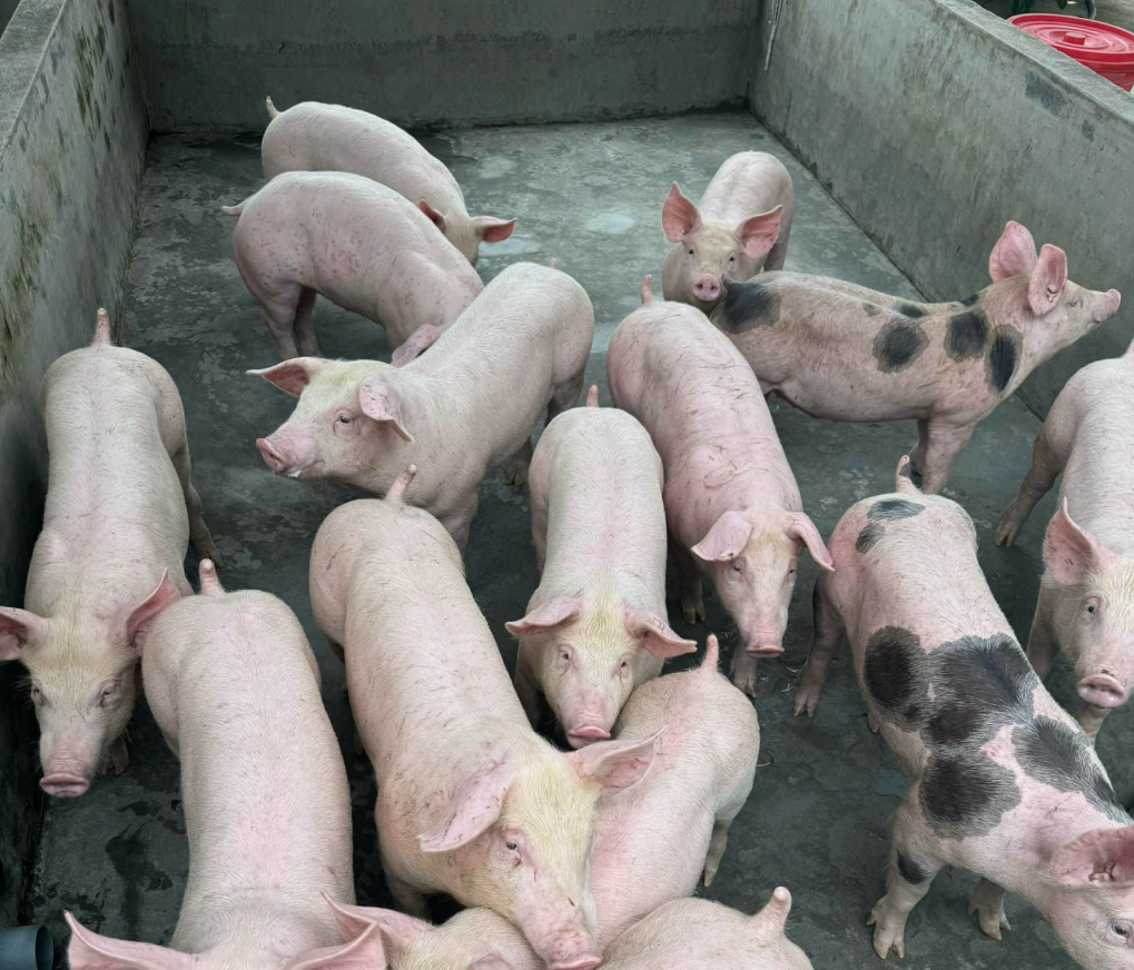 bán heo giống tiêm phòng uy tín tại Bình Định