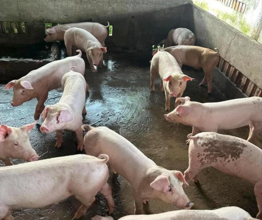 bán heo giống nái, heo giống thịt chất lượng cao tại Tây Nguyên