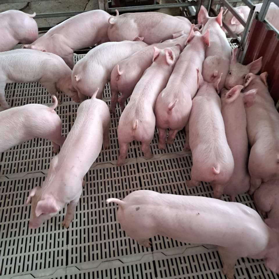 Heo giống chất lượng, giá tốt tại Tây Nguyên