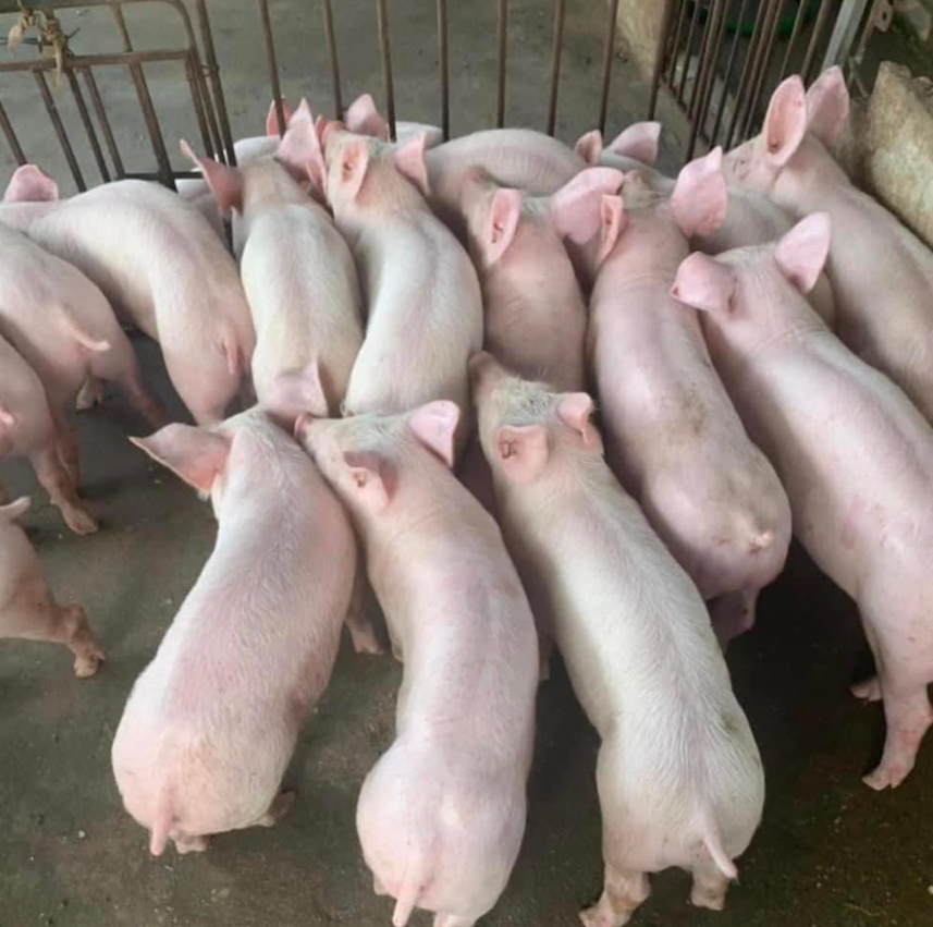 Cung cấp heo giống siêu nạc chất lượng tại Bình Định