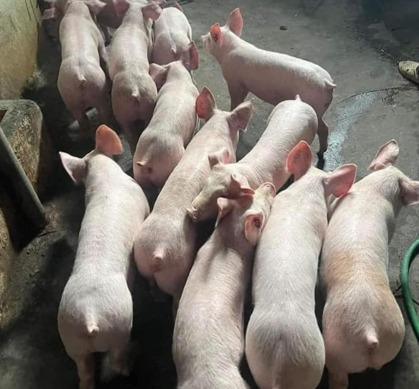 cung cấp heo giống chất lượng cao tại Bình Định